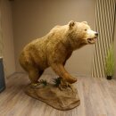 Orso grizzly imbalsamato su piedistallo decorativo, catturato legalmente, in vendita con licenza 84.6.16