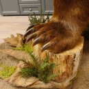 Orso grizzly imbalsamato su piedistallo decorativo, catturato legalmente, in vendita con licenza 84.6.16