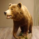 Orso grizzly imbalsamato su piedistallo decorativo, catturato legalmente, in vendita con licenza 84.6.16