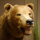 Orso grizzly imbalsamato su piedistallo decorativo, catturato legalmente, in vendita con licenza 84.6.16