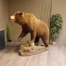 Orso grizzly imbalsamato su piedistallo decorativo, catturato legalmente, in vendita con licenza 84.6.16