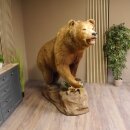 Orso grizzly imbalsamato su piedistallo decorativo, catturato legalmente, in vendita con licenza 84.6.16