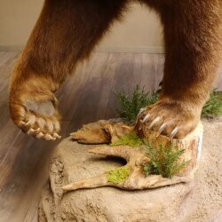 Orso grizzly imbalsamato su piedistallo decorativo, catturato legalmente, in vendita con licenza 84.6.16