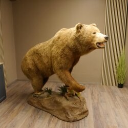 Orso grizzly imbalsamato su piedistallo decorativo, catturato legalmente, in vendita con licenza 84.6.16