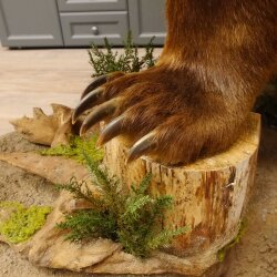 Orso grizzly imbalsamato su piedistallo decorativo, catturato legalmente, in vendita con licenza 84.6.16