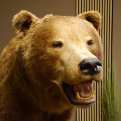Orso grizzly imbalsamato su piedistallo decorativo, catturato legalmente, in vendita con licenza 84.6.16