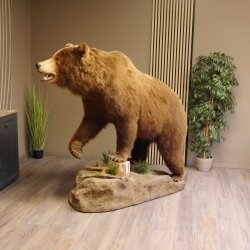 Orso grizzly imbalsamato su piedistallo decorativo, catturato legalmente, in vendita con licenza 84.6.16