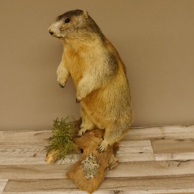 Murmeltier stehend Präparat Höhe 58 cm auf Wurzelholz Trophäe Murmel 89.12.69