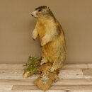 Murmeltier stehend Präparat Höhe 58 cm auf Wurzelholz Trophäe Murmel 89.12.69
