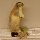 Murmeltier stehend Präparat Höhe 58 cm auf Wurzelholz Trophäe Murmel 89.12.69