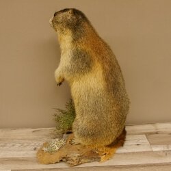 Murmeltier stehend Präparat Höhe 58 cm auf Wurzelholz Trophäe Murmel 89.12.69