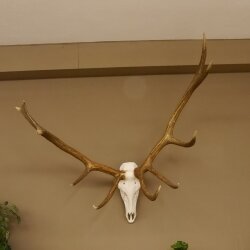 Roodhertgewei 10 eindig hert abnormaal één kant hoogte 114 cm stangen hertengewei