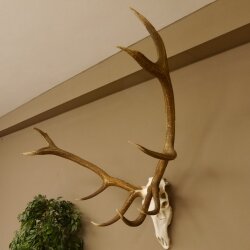 Roodhertgewei 10 eindig hert abnormaal één kant hoogte 114 cm stangen hertengewei