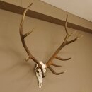 Rothirschgeweih ung. 14 ender Hirsch "Grafenwöhr" Höhe 103 cm Stangen Hirschgeweih Geweih