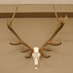 Rothirschgeweih ung. 14 ender Hirsch "Grafenwöhr" Höhe 103 cm Stangen Hirschgeweih Geweih