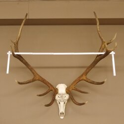 Rothirschgeweih ung. 14 ender Hirsch "Grafenwöhr" Höhe 103 cm Stangen Hirschgeweih Geweih