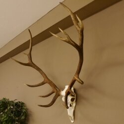 Rothirschgeweih ung. 14 ender Hirsch "Grafenwöhr" Höhe 103 cm Stangen Hirschgeweih Geweih