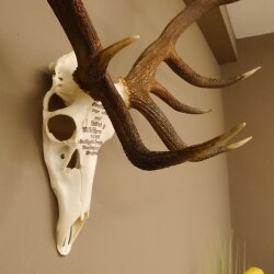 Rothirschgeweih ung. 14 ender Hirsch "Grafenwöhr" Höhe 103 cm Stangen Hirschgeweih Geweih
