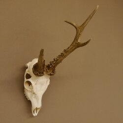 Rehbock abnorm "Stangenbruch" Gewicht 360 g Reh Bock Geweih Rehgeweih 608.119