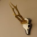 Rehbock "Mörderbock" HL 25,5 cm abnormes Reh Bock Geweih Rehgeweih auf Trophäenschild