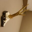 Rehbock "Mörderbock" HL 25,5 cm abnormes Reh Bock Geweih Rehgeweih auf Trophäenschild