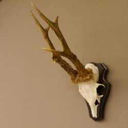 Rehbock "Mörderbock" HL 25,5 cm abnormes Reh Bock Geweih Rehgeweih auf Trophäenschild