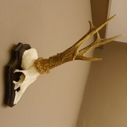 Rehbock "Mörderbock" HL 25,5 cm abnormes Reh Bock Geweih Rehgeweih auf Trophäenschild