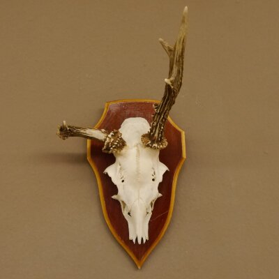 Roe buck abnormal roe buck antlers roe antlers on trophy shield 605.122