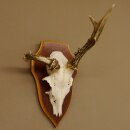 Roe buck abnormal roe buck antlers roe antlers on trophy shield 605.122