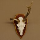 Roe buck abnormal roe buck antlers roe antlers on trophy shield 605.122