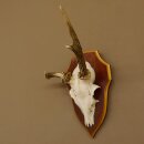 Roe buck abnormal roe buck antlers roe antlers on trophy shield 605.122