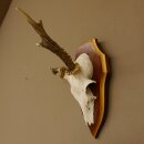 Roe buck abnormal roe buck antlers roe antlers on trophy shield 605.122