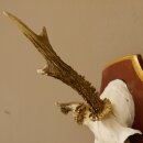 Roe buck abnormal roe buck antlers roe antlers on trophy shield 605.122