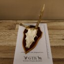 Roe buck abnormal roe buck antlers roe antlers on trophy shield 605.122