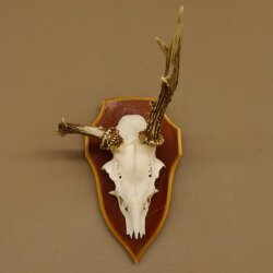 Roe buck abnormal roe buck antlers roe antlers on trophy shield 605.122