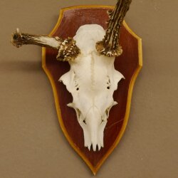 Roe buck abnormal roe buck antlers roe antlers on trophy shield 605.122