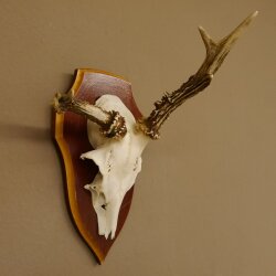 Roe buck abnormal roe buck antlers roe antlers on trophy shield 605.122