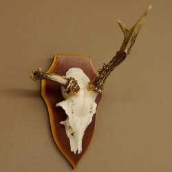 Roe buck abnormal roe buck antlers roe antlers on trophy shield 605.122