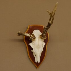 Roe buck abnormal roe buck antlers roe antlers on trophy shield 605.122
