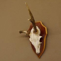 Roe buck abnormal roe buck antlers roe antlers on trophy shield 605.122