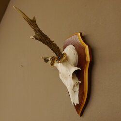 Roe buck abnormal roe buck antlers roe antlers on trophy shield 605.122