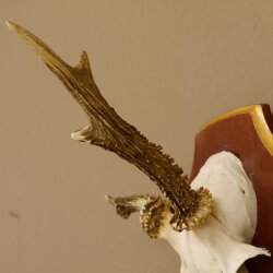 Roe buck abnormal roe buck antlers roe antlers on trophy shield 605.122