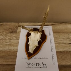 Roe buck abnormal roe buck antlers roe antlers on trophy shield 605.122