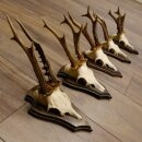 5 Stück Rehgeweihe Rehbocke Reh Bock Geweihe auf Trophäenschildern 22.1210