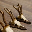 5 Stück Rehgeweihe Rehbocke Reh Bock Geweihe auf Trophäenschildern 22.1210