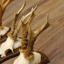 5 Stück Rehgeweihe Rehbocke Reh Bock Geweihe auf Trophäenschildern 22.1210