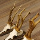 5 Stück Rehgeweihe Rehbocke Reh Bock Geweihe auf Trophäenschildern 22.1210