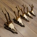 5 Stück Rehgeweihe Rehbocke Reh Bock Geweihe auf Trophäenschildern 22.1210
