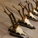 5 Stück Rehgeweihe Rehbocke Reh Bock Geweihe auf Trophäenschildern 22.1210