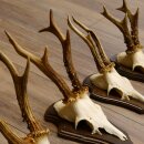 5 Stück Rehgeweihe Rehbocke Reh Bock Geweihe auf Trophäenschildern 22.1210